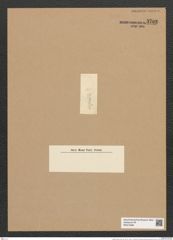Fragilaria bidens Heib. (de-Toni-Nr.: Genus 73, Species 2738) Zeichnungen Sammlung Grunow Nr. 5702 (NHMW-BOT-W0374089)